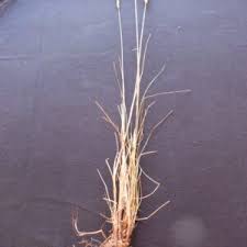 Image result for Setaria incrassata