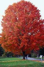 Latin name for sugar cane. Sugar Maple Acer Saccharum Ornamental Tree Nursery Uk