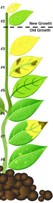 aquarium plants deficiencies chart the aquarium club