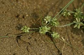 Image result for Pycreus pumilus