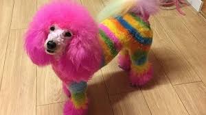Grooming is not just an action, it's a mantra. Extreme Dog Grooming Harmless Fun Or Threat To Pets Bbc News