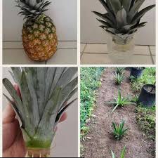 Sekian artikel tentang berapa lama efek tisu magic bisa bertahan ini. Baja Milagro Cara Mudah Tanam Nenas Nenas Jenis Md2 Ni Sedap Manis Dan Tak Pedih Lidah Kalau Nak Beli Yang Saiz Kecil Je Jual Kat Pasar Tani Harga Rm5
