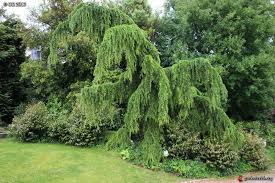 Cedrus Deodara Pendula Cedrus Deodara Plants Tree