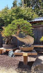 Videos, collections/albums, interactive images/websites, and articles are not allowed. Gsbf Bonsai Garden At Lake Merritt Travel Guidebook Must Visit Attractions In Oakland Gsbf Bonsai Garden At Lake Merritt Nearby Recommendation Trip Com