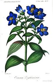 Image result for Exacum oldenlandioides