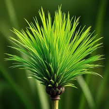 Image result for Andropogon gayanus