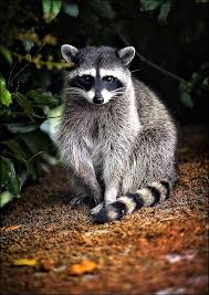 Pin On Animals