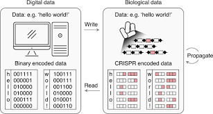 Otherwise, it's a basic sanity check for an installation of a new programming language. Robust Direct Digital To Biological Data Storage In Living Cells Nature Chemical Biology