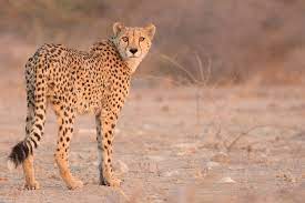 1) cheetah tear marks act like sunglasses if you look closely at a cheetah's face, you'll notice that they have black tear marks that begin from the corner of the eye and run down the sides of their face cheetah tails are long and muscular, making them quite different from the tails of their fellow big cats. African Cheetah Cms