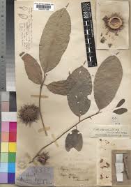 Image result for Caloncoba