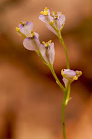 Image result for Burmannia