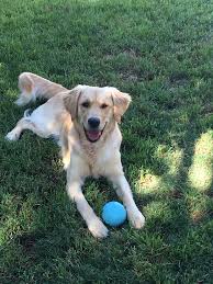 They live in our home and hear noises (once they can hear after the first few weeks) of our children screaming, other. Golden Retriever Puppies Woodecoy Golden Retrievers And Wirehaired Pointing Griffons