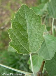 Image result for Populus ×  canescens