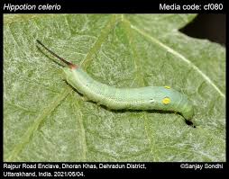 Image result for Hippotion celerio