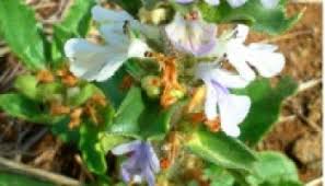 Image result for Sebaea sedoides