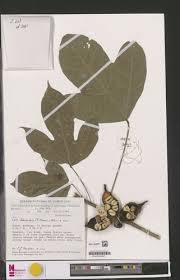 Image result for Cola chlamydantha