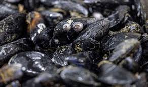 Image result for Paralytic Shellfish Poisoning