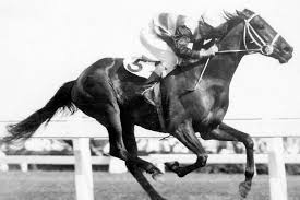 1966 Melbourne Cup Winner Galilee Photo Galilee Bart S Best Cup Winner Horses Thoroughbred Racehorse Racehorse