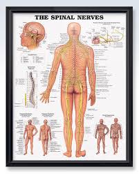 The Spinal Nerves Chart 20x26 Spinal Nerve Anatomy