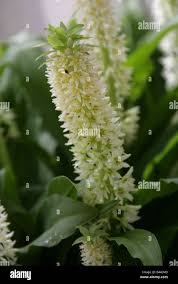 Image result for Eucomis zambesiaca