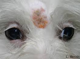 Image result for Trombicula autumnalis bites