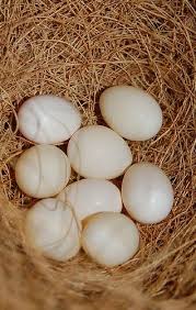 Small Bird Eggs With Brown Spots A Nest Full Of Society Finch Eggs A Photo On Flickriver Finches Bird Finch Cage Finch