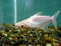 Resultado de imagen para acuario tiburon pangasio albino"