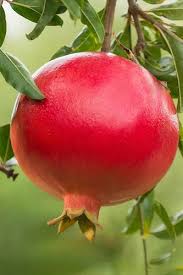 Looking for unusual fruiting plants and trees to create your own botanical gardens? Q Xdrdulnmntm