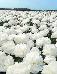 For more than 50 years. Bare Root Peonies Ednie Flower Bulbs Fred C Gloeckner Co Inc Etched Salmon
