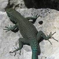 Image result for Dicoma macrocephala