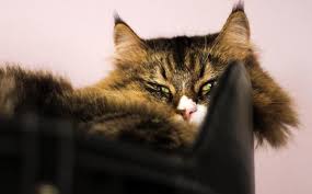 If you like low shedding & kid friendly cats, you might love these ideas. 8 Cat Breeds That Shed The Least
