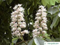 Horsechestnut Aesculus Hippocastanum