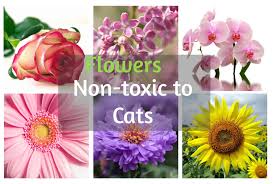 I've included a long list of poisonous plants lower down on the page but if you look at the family of plants you can other names: Pin On Cats And Plant Safety
