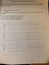 Aspartic acid asp glutamic acid glu stop codon. Solved Transcription And Translation Practice Worksheet F Chegg Com