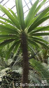 Image result for Pachypodium