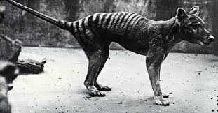 Arte rupestre de thylacine en ubirr. Thylacine Web 2 News