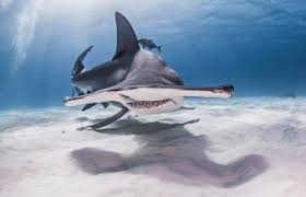 We did not find results for: 30 Curiosidades Sobre El Tiburon Martillo Para Ninos Lovetoknow