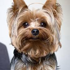 Facts On The Tenacious Yorkie Dog And Kids Yorkshireterriersofinstagram1 Yorkshireterriersarebest Yorksh Yorkshire Terrier Yorkie Dogs Yorkshire Terrier Dog