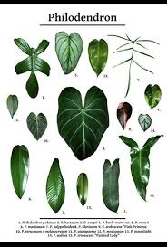 Various Philodendron Varieties Philodendron Plant Calathea Plant Pretty Plants