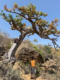 Image result for Sterculia africana