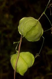 Image result for Cardiospermum halicacabum