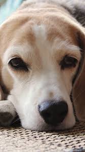 Ceren Iskin Adli Kullanicinin Dogs Panosundaki Pin