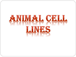 6 continuous cell lines cell line origin species characteristics caco colon human transport ions and amino acids friend spleen mouse hemoglobin p388d mouse grow in. Animal Cell Lines Ppt Video Online Download