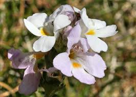 Image result for Xylopia collina