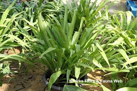 Image result for Microsorum punctatum