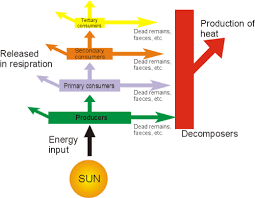 In the pyramid, you can see available energy dropping by 90% from one trophic level to the next. Gcse Biology Pyramids
