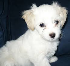 Black And White Maltese Chihuahua Mix Another Malchipoo Maltese Chihuahua Poodle Mix A Sweetheart Baby Dogs Cute Animals Cute Dogs And Puppies