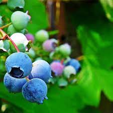 New variety with big, aromatic, tasty fruits that mature at the same time, few days earlier then bluecrop. Blueberry Toro 1l Fruttii Shop