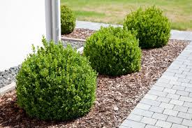 Auch um den garten zu verschönern, können sie rindenmulch verwenden: Pinienrinde Oder Rindenmulch Unterschiede Vorteile Und Nachteile Beim Mulchen