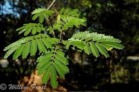 Image result for Albizia adianthifolia × gummifera